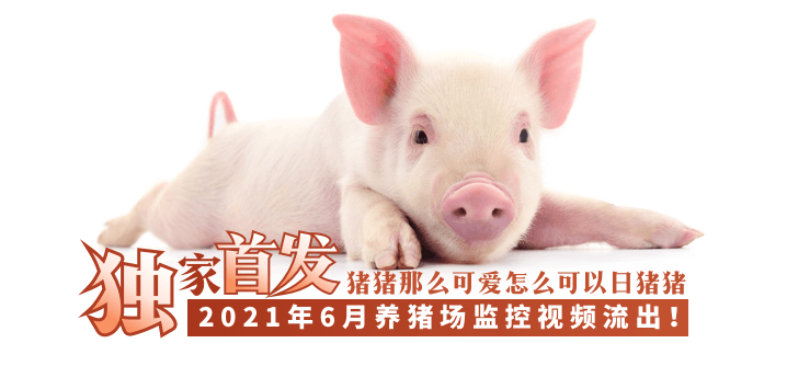 【独家首发】2021年6月养猪场监控视频流出！！！!-yut